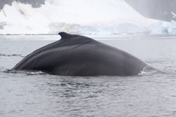 Humpback Whales, Somewhere in Antarctica