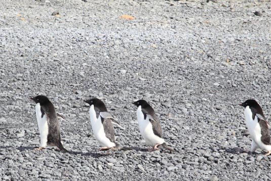 March of the Penguins,  Brown Bluff, Antarctica