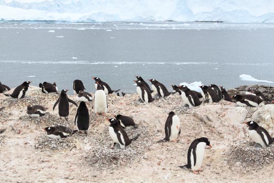 Gentoo Penguins, Neko Harbour, Antarctica