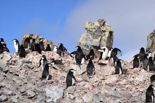 Chinstraps Penguins, Halfmoon Island, Antarctica