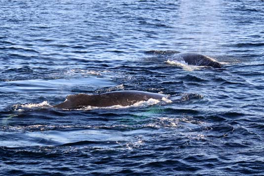 Humpback Whales, Antarctica