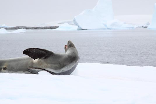 Crabeater Seal, Zodiac Cruising in Iceberg Alley, Pleneau Island, Antarctica