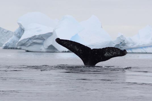 Humpback Whales, Zodiac Cruising in Iceberg Alley, Pleneau Island, Antarctica
