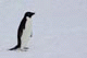Adelie Penguin, Petermann Island, Antarctica