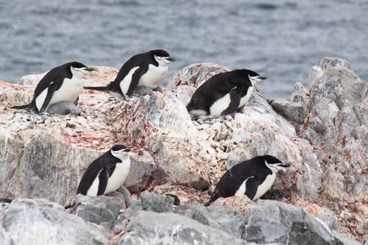 Chinstraps Penguins, Rocas Hydrurga, Gerlache Strait, Antarctica