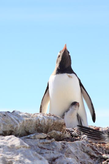 Gentoo Penguins, Cuverville Island, Antarctica