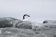 Chinstraps Penguin, Rocas Hydrurga, Gerlache Strait, Antarctica