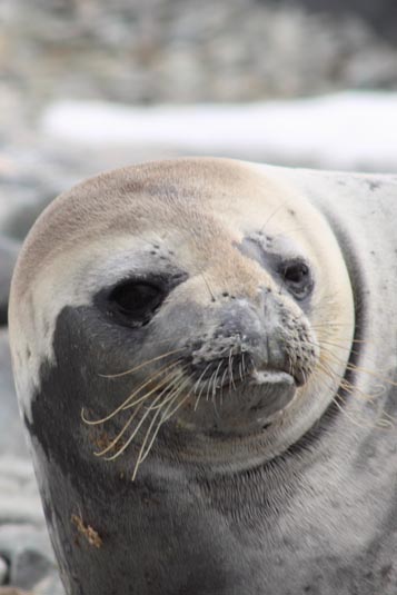 Weddell Seals, Rocas Hydrurga, Gerlache Strait, Antarctica