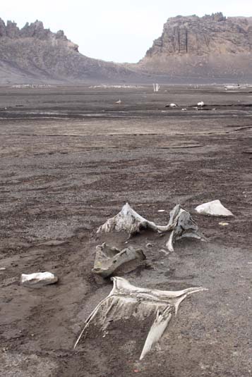 Whale Fossil, Whalers Bay, Antarctica