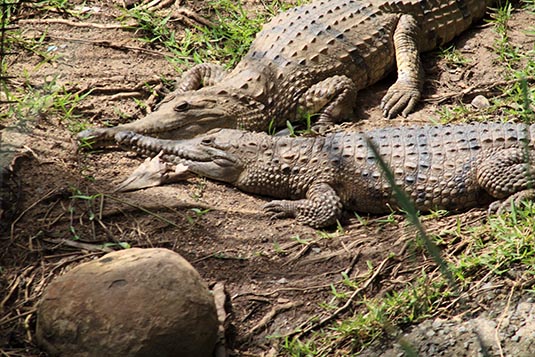 Crocs, Currumbin Sanctuary, Gold Coast, Australia