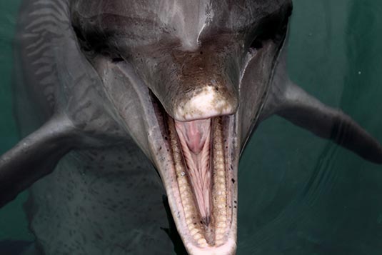 Dolphin, Seaworld, Gold Coast, Australia