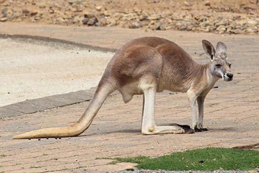 Kangaroo, Currumbin Sanctuary, Gold Coast, Australia
