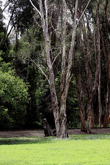 Park, Currumbin Sanctuary, Gold Coast, Australia