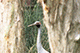 Crane, Currumbin Sanctuary, Gold Coast, Australia