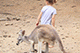 Kangaroo Feeding, Currumbin Sanctuary, Gold Coast, Australia