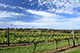 Vineyard, Red Hill, Mornington Peninsula, Victoria, Australia