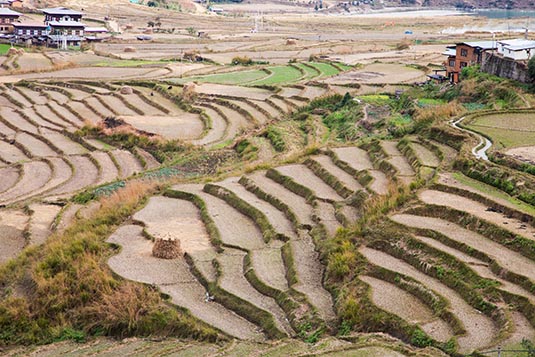 Rice Fields, From Thimphu to Punakha, Bhutan