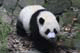 Giant Panda, Chengdu