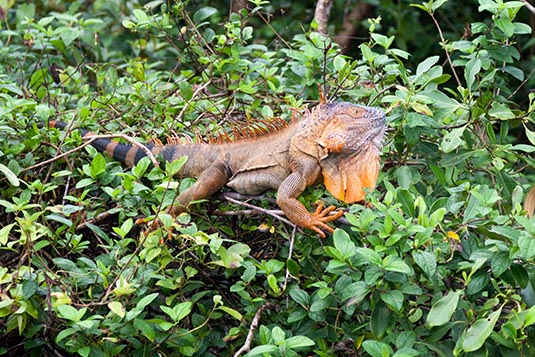 Iguana, Tortuguero, Costa Rica