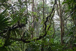 Along the Cloud Forest Trail, Costa Rica