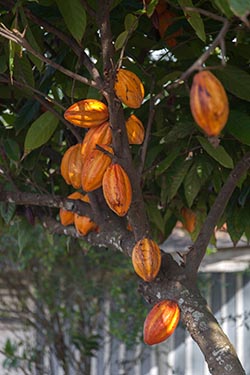 Cocoa Fruit, Vinales, Cuba