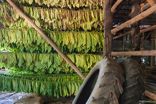Tobacco Leaves for Drying, Vinales, Cuba