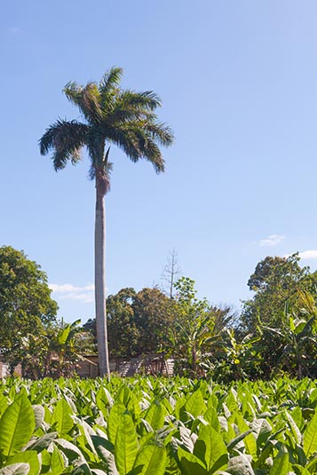 Tobacco Plantation & the Royal Palm, Vinales, Cuba