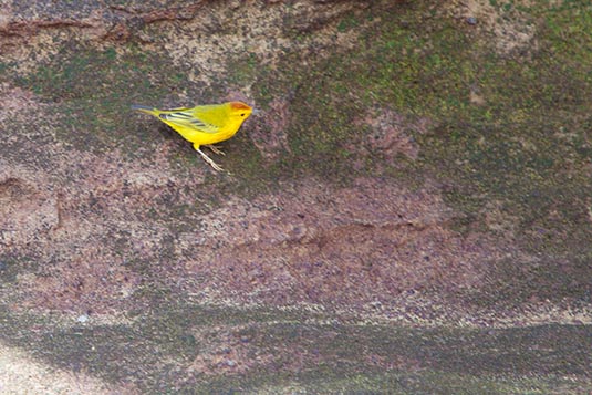 A Finch, Galapagos Islands, Ecuador