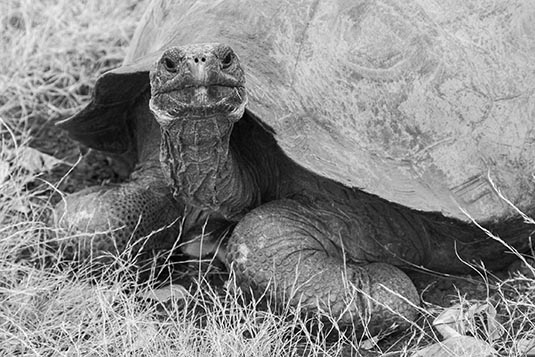 Giant Tortoise, Galapagos Islands, Ecuador