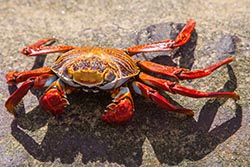 A Crab, Galapagos Islands, Ecuador
