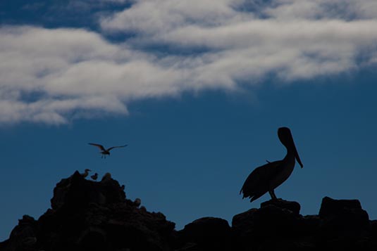 Pelican, Galapagos Islands, Ecuador
