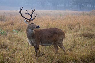 Barasinga, Kanha