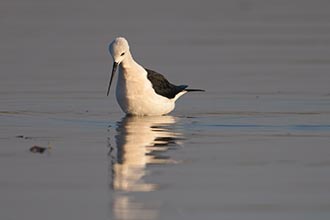 Black-winged Stilt, Kumbhargaon (Bhigwan), Maharashtra, India