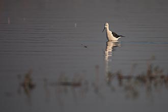 Black-winged Stilt, Kumbhargaon (Bhigwan), Maharashtra, India