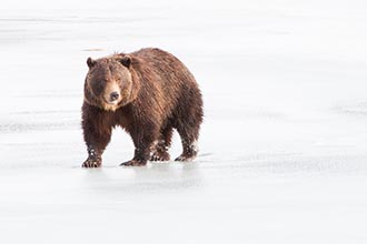 Brown Bear, Alaska, USA