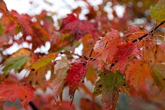 Fall Foliage, New England, USA