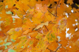 Fall Foliage, New England, USA