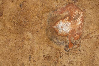 Fossil, Yehliu Geo Park, Taiwan