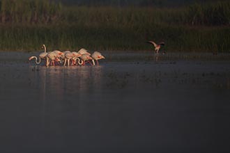 Greater Flamingo, Kumbhargaon (Bhigwan), Maharashtra, India