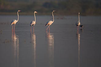 Greater Flamingo, Kumbhargaon (Bhigwan), Maharashtra, India