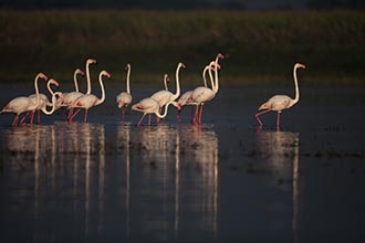 Greater Flamingo, Kumbhargaon (Bhigwan), Maharashtra, India