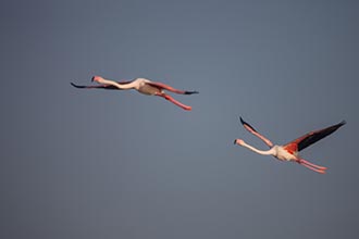 Greater Flamingo, Kumbhargaon (Bhigwan), Maharashtra, India