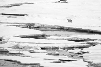 Polar Bear, Franz Josef Land, Russia