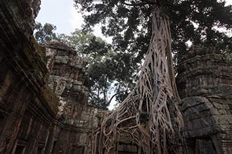 Ta Prohm, Siem Reap, Cambodia