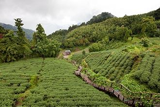 Tea Estate, Towards Tainan, Taiwan