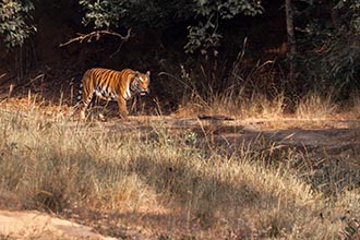 Tigress Spotty, Bandhavgarh