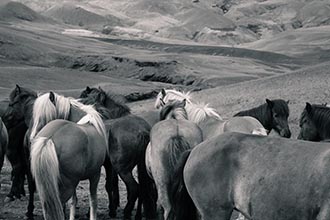 Wild horses, Iceland