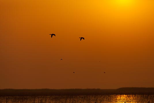 Birds in flight, Nal Sarovar, Gujarat, India
