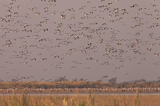 Birds, Nal Sarovar, Gujarat, India