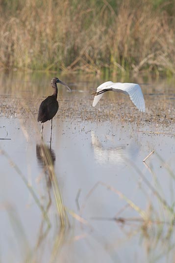 Glossy Ibis (perched) and Little Egret (flying), Nal Sarovar, Gujarat, India